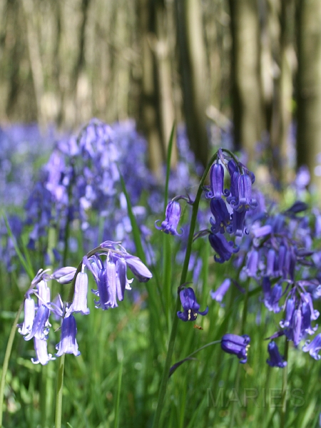 Bluebells 01.jpg